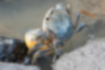 アシハラガニの写真2｜鉛色の甲殻が甲冑のようにも見えます。