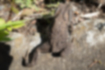 アズマヒキガエルの写真2｜全身にイボがあります。