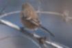 ベニマシコの写真4｜地味な褐色をしたメスです。