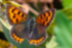 ベニシジミの写真1｜鮮やかなオレンジに黒い斑点が入ります。