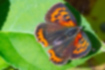 Free images of Small Copper｜「Depending on the amount of light, the brown part looks colorful.」