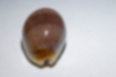 Picture of Palmadusta artuffeli5｜It's also brown.