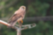 Picture of Common Kestrel1｜A female with a brown head.