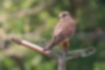 Picture of Common Kestrel3｜Feet are yellow.