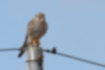 Picture of Common Kestrel4｜Looking around with a telephone pole.