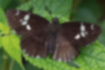 ダイミョウセセリの写真｜「前翅に白い紋が並びます。」