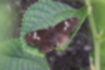 ダイミョウセセリの写真2｜関東型には後翅に白帯が入りません。