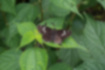 ダイミョウセセリの写真｜「翅を開いてとまります。」