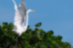 Free images of Great Egret｜「Spread my wings on the tree.」