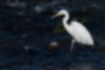 Free images of Great Egret｜「Walking in the river.」