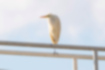 Free images of Great Egret｜「Resting on Asakawa Suidobashi.」