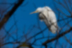Free images of Great Egret｜「Relaxing in the woods by the river.」