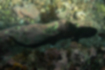 ドチザメの写真2｜（幼魚）海底近くを泳いでいました。