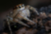 デーニッツハエトリの写真1｜前列に大きな4つの目が並びます。
