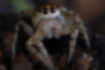 デーニッツハエトリの写真3｜歩脚には棘を持ちます。