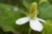 ドクダミの写真2｜花序は下の方から咲いていきます。