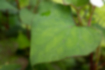 ドクダミの写真5｜葉の先端は尖って縁は赤紫です。