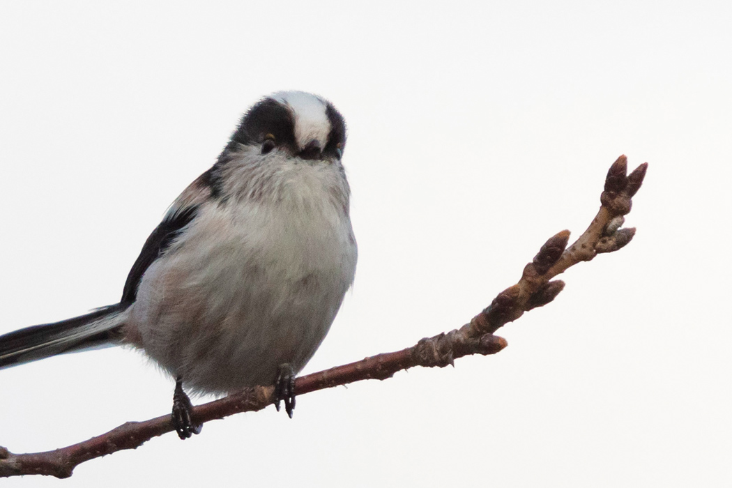 Free images of Long-tailed Tit｜Round and cute.｜Orbis Pictus
