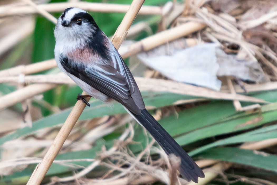 エナガの特徴 分布 生態 写真をご紹介します 目に見えるいきもの図鑑