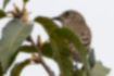 エゾビタキの写真5｜風切羽根は黒褐色に縁が白いです。