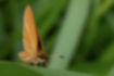 ギンイチモンジセセリの写真｜「翅の表側は黒褐色をしているようです。」
