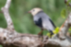 Picture of Red-billed Starling1｜The head is gray-brown and the body is gray.