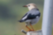 Picture of Red-billed Starling2｜The base of the beak is flesh-colored and the tip is lead-colored.