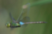 Picture of Lesser Emperor1｜A green and light blue male.