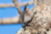 Picture of Eurasian nuthatch4｜Looking for stem worms.