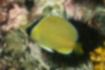 ゴマチョウチョウウオの写真1｜黄色い体表にゴマのような斑点が並びます。
