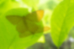 ゴマフキエダシャクの写真2｜葉の裏で交尾していました。
