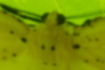 ゴマフキエダシャクの写真3｜胸部に毛が生えています。