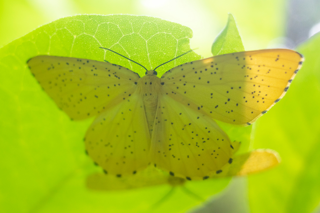 ゴマフキエダシャクの特徴 分布 生態 写真をご紹介します 目に見えるいきもの図鑑