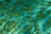 ゴンズイの写真3｜海底付近でゴンズイ玉を作っていました。
