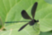 ハグロトンボの写真1｜4枚の翅を広げました。