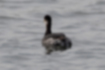 Free images of Black-necked Grebe｜「The white feathers are broken at the back.」