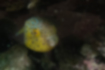 ハコフグの写真2｜斑点が青くなってきた幼魚です。