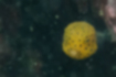 ハコフグの写真5｜黒い斑点が眼より小さいです。
