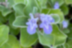 Picture of Vitex rotundifolia1｜Light purple flowers bloom.