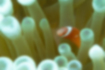 Free images of Tomato clownfish｜「Inside an anemone.」