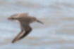 ハマシギの写真2｜褐色の翼に白いラインが入ります。