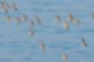 ハマシギの写真3｜群れで飛んでいました。