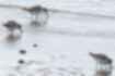 ハマシギの写真4｜潮が引くと一斉に餌を漁り出しました。