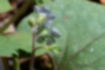 ハナイバナの写真｜「茎や萼にも生えています。」