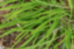 ハナニラの写真3｜ニラにいた細長い葉です。