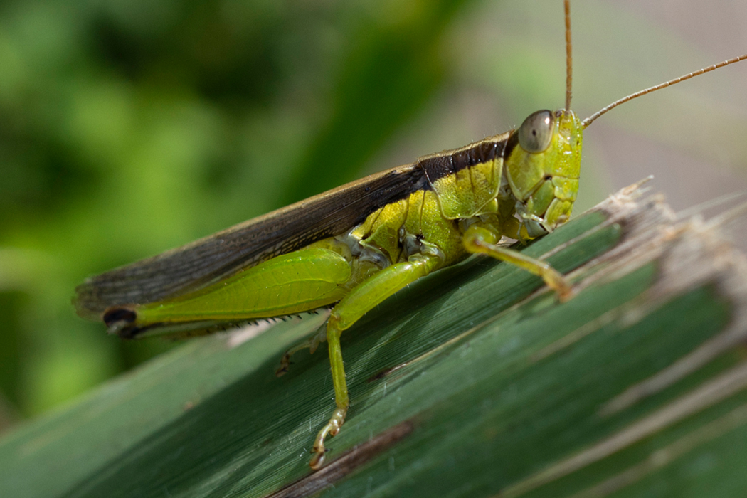 free-images-of-japanese-grasshopper-brown-and-green-orbis-pictus