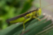 Free images of Japanese grasshopper｜「brown and green.」