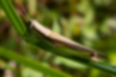 ハネナガイナゴ | 翅が脚より長いです。