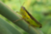 Free images of Japanese grasshopper｜「Clings to leaves.」