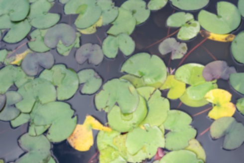 ハスの写真4｜水面に浮かんでいる葉です。